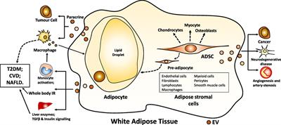 Extracellular Vesicles from Adipose Tissue—A Potential Role in Obesity and Type 2 Diabetes?